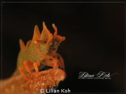 D R A G O N

Dragon Shrimp by Lilian Koh 